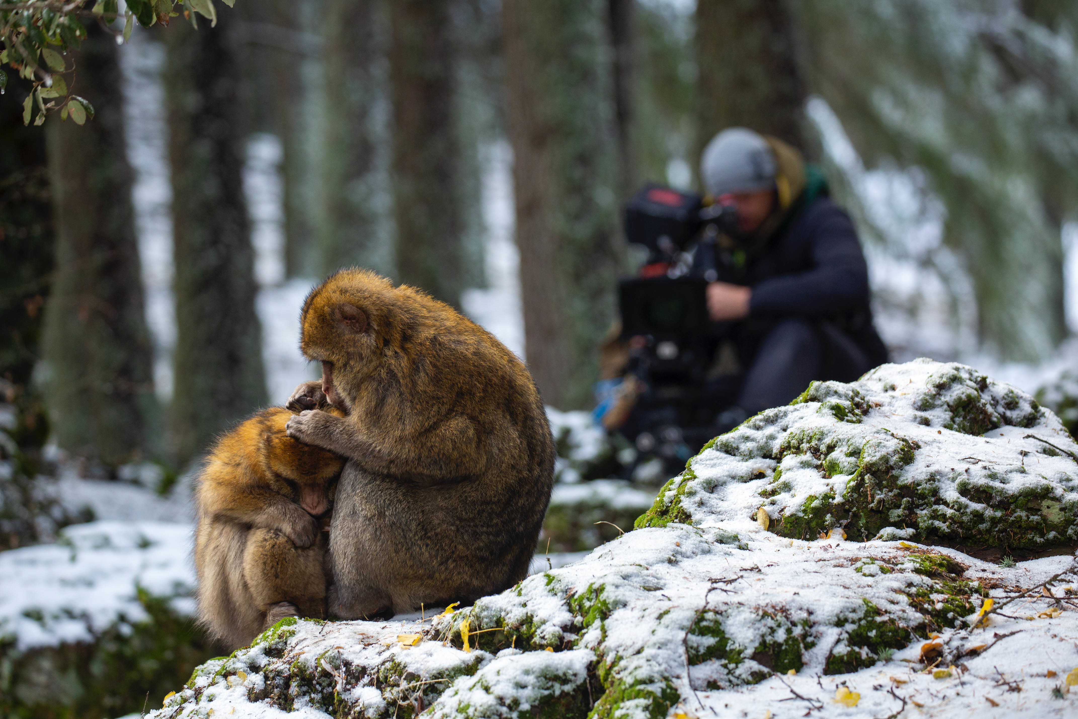 Macaque: Monkeys In The Mountains: a guide to Attenborough's new doc